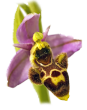 Les Orchidées des Terres de l
